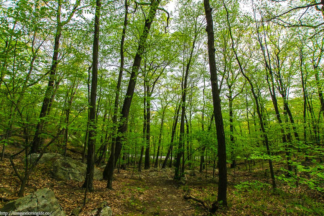 Red Trail Dirt Footpath